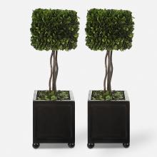 PRESERVED BOXWOOD